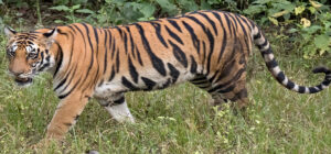 Tiger held and released in to national park