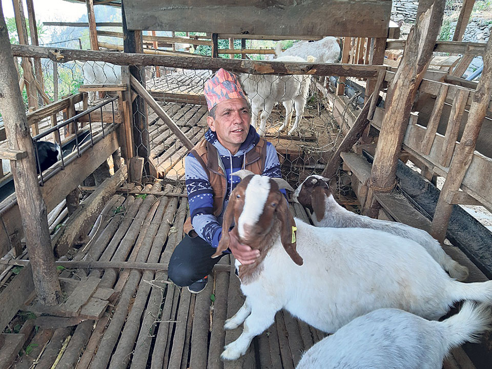 Commercial goat farming flourishes in Myagdi village