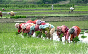 Only seven percent paddy plantation in Sarlahi