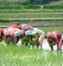 Farmers in Nawalpur busy in planting Chaite dhan