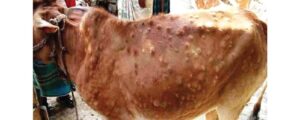 Govt. to give compensation for losses caused due to lumpy skin disease