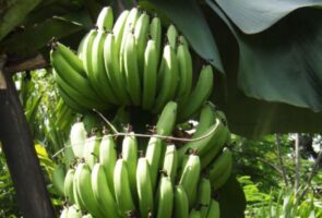 Panama disease in banana: primary study begins