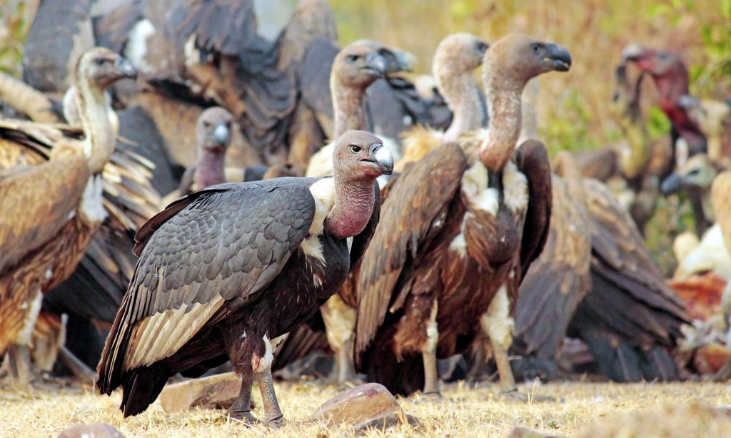 Shrinking habitation increases risk of vulture extinction in Nepal