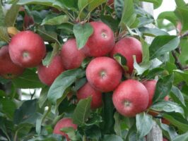 Jumla exports 21,000 metric tons of apples