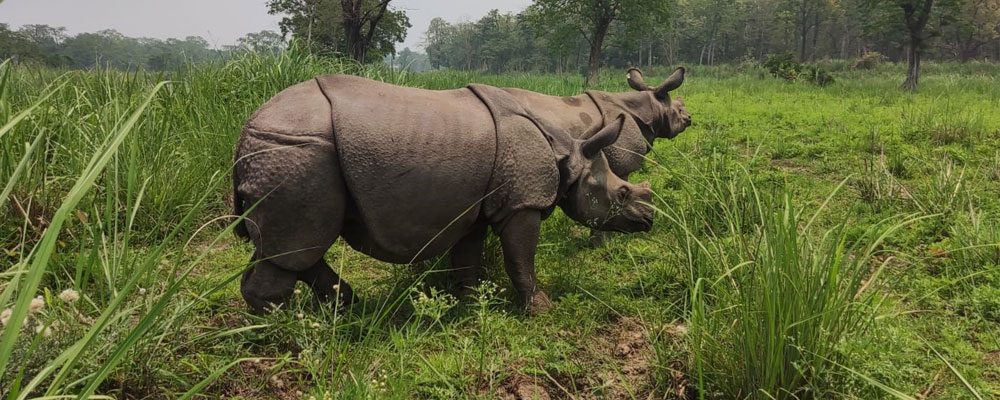 Pushpa and Anjali, the rhinos sent to Koshi Tappu