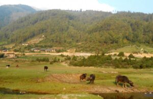 Hunters arriving in Dhorpatan as hunting opens for this season