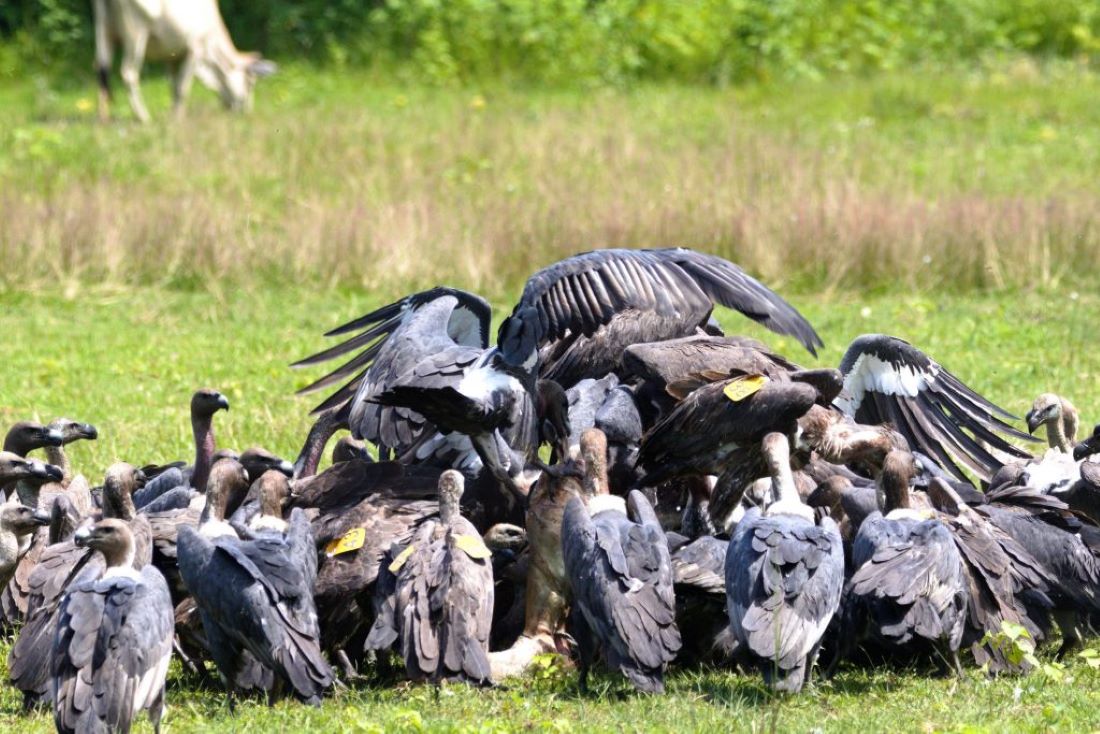 Government to ban Aceclofenac, Ketoprofen to protect vultures