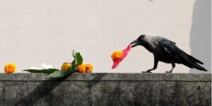 Tihar begins with worship of crow
