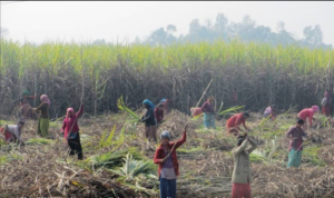 Sugarcane farmers in Kanchanpur deprived of Rs 320 million subsidies