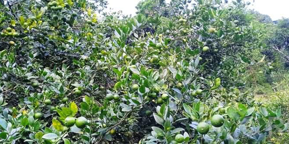 Lemon producers in Syangja in wait for appropriate market