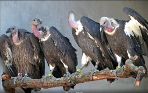 Vulture’s population up,success with support from community