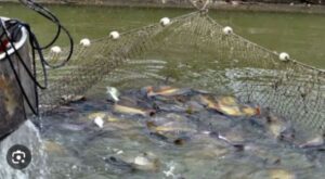 Fish-keeping growing in the vicinity of forest