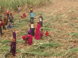 Sugarcane farmers disown govt decision on support price