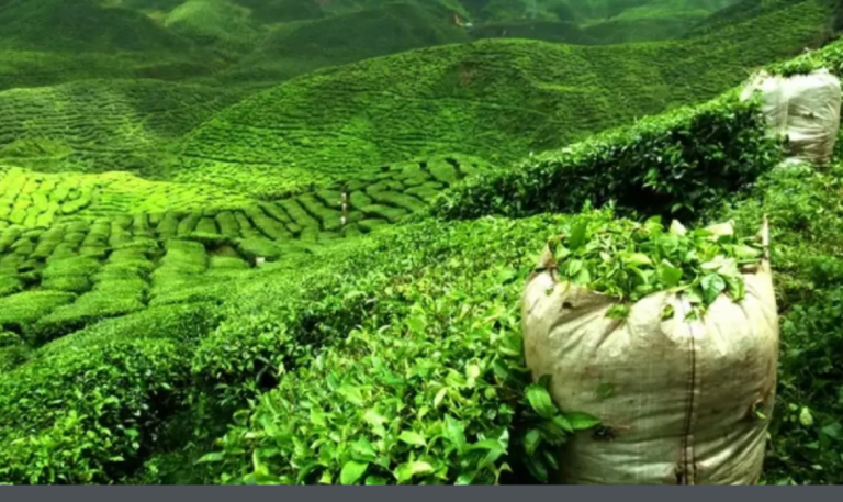 Tea industries closures in Jhapa deepen crisis for 60,000 workers