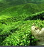 Tea worth Rs 114 million exported