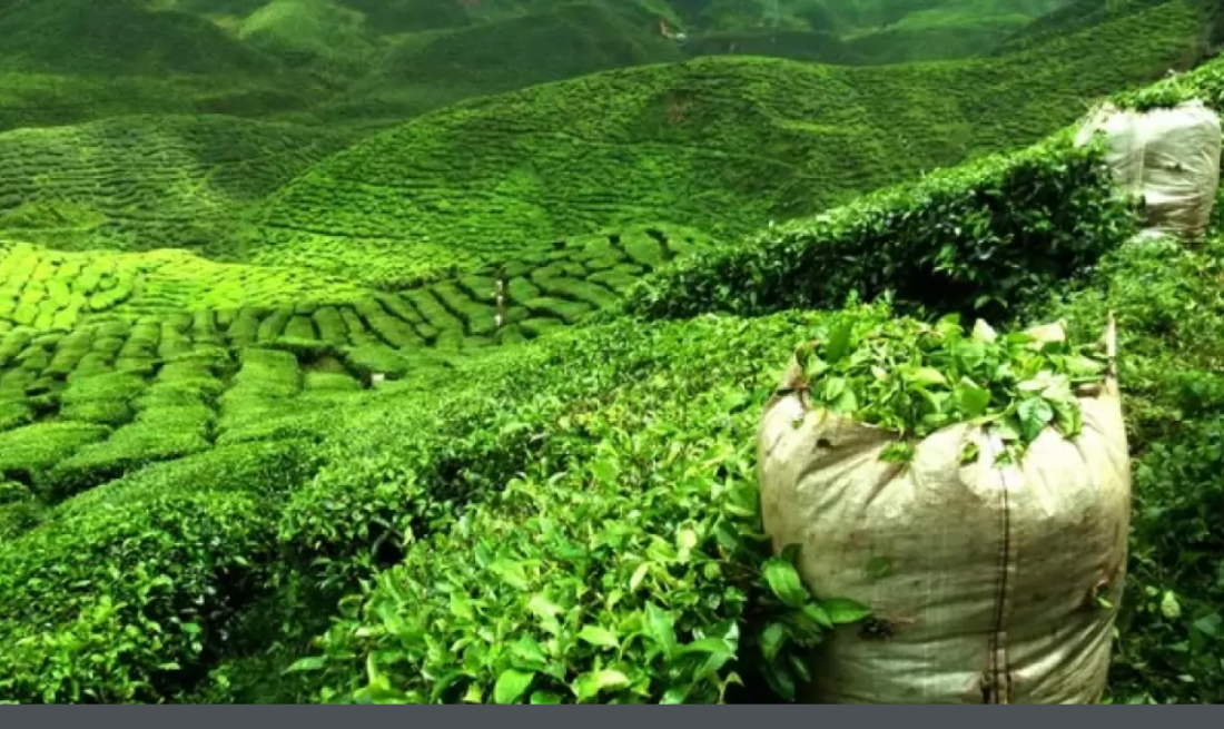 Tea worth Rs 114 million exported