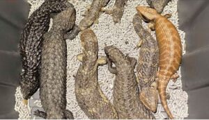 Australian police seize lizards worth $800,000 from alleged smugglers