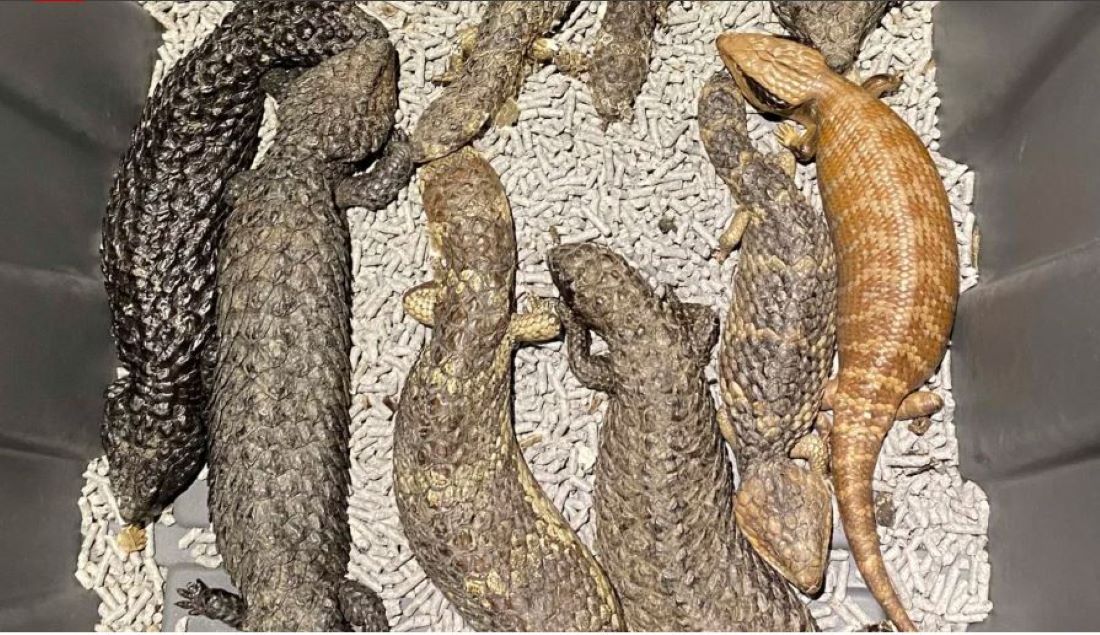 Australian police seize lizards worth $800,000 from alleged smugglers