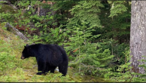 Two girls injured in bear attack