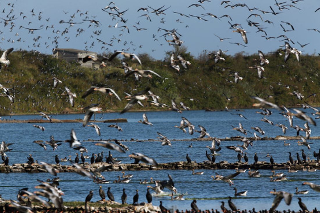 Bird census begins in Chitwan