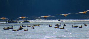 Water birds of 41 species found in Narayani river area