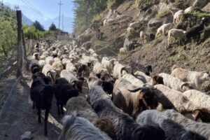 Karnali exports goats worth Rs 3.24 billion