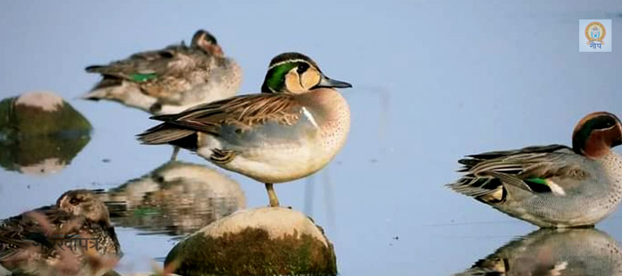 Rare bird species spotted in Narayani River