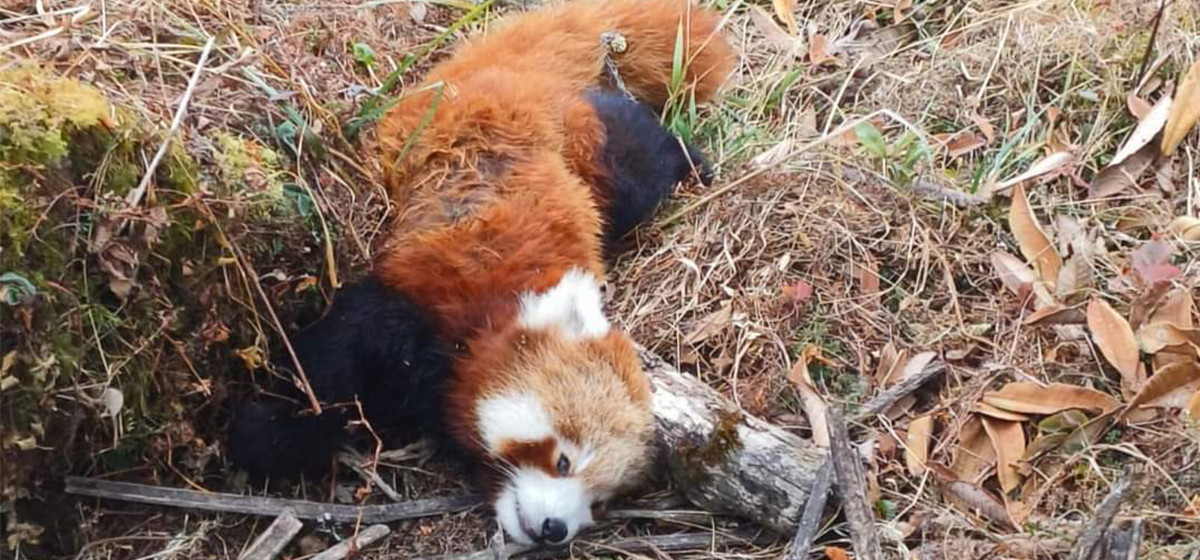 Endangered Female red panda found dead