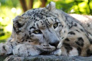 Estranged snow leopard brought to Central Zoo