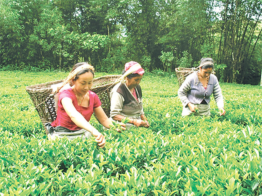 Possibility of tea and coffee cultivation in Karnali discussed