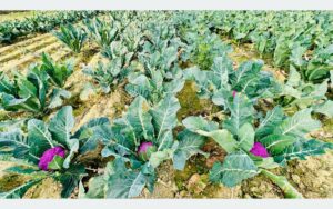 Colourful cauliflower drawing crowd in Lahan