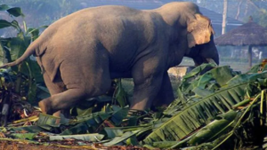 321 victims of elephant attacks await compensations in Jhapa