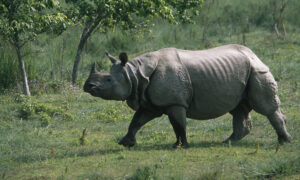 Internal translocation of rhinos taking place in Chitwan