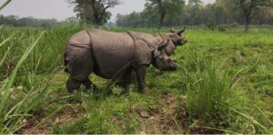 109 one-horned rhinos relocated, 26 gifted to different countries in 38 years