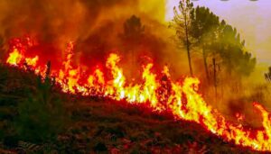 More than 5,000 forest fires in ten months