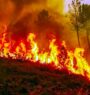 More than 5,000 forest fires in ten months