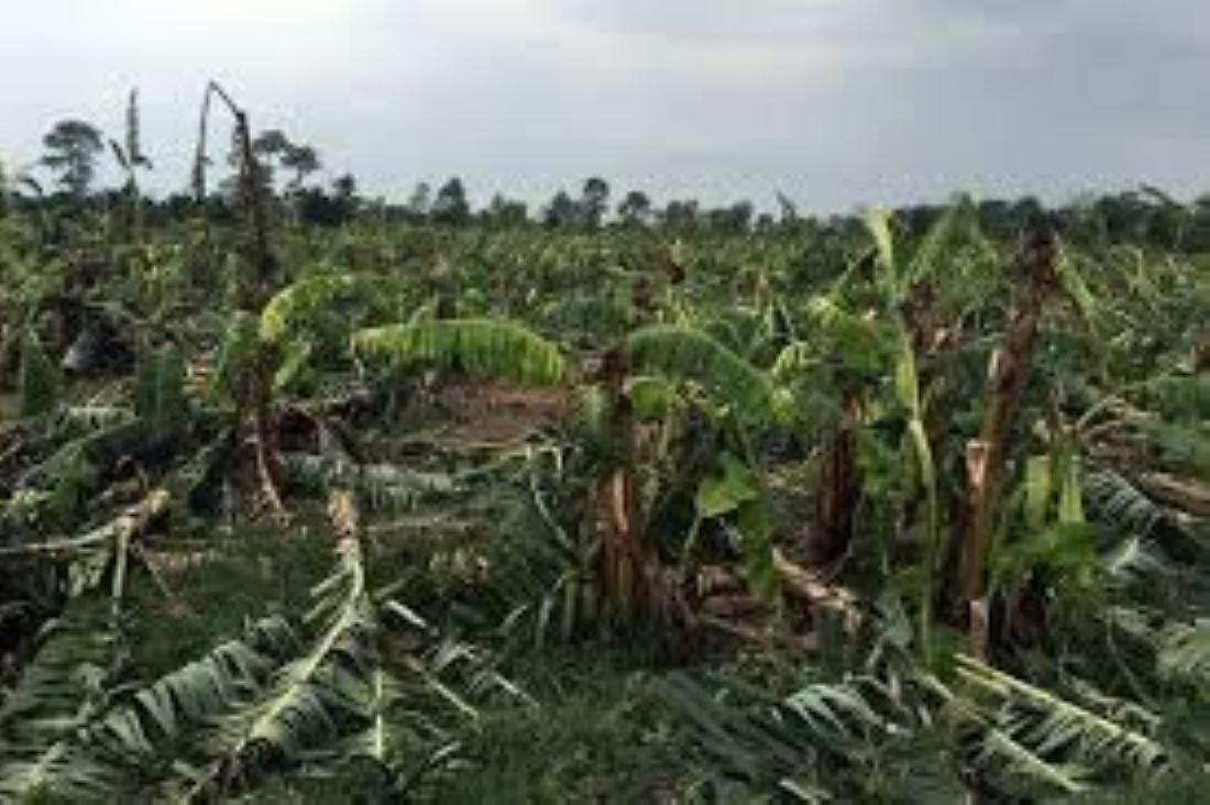 Strong wind cause damage to banana farming in 2,500 bighas land