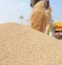 Nepal imported paddy and rice grains worth Rs 20 billion