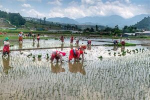 Gandaki province records 15 percent paddy plantation so far