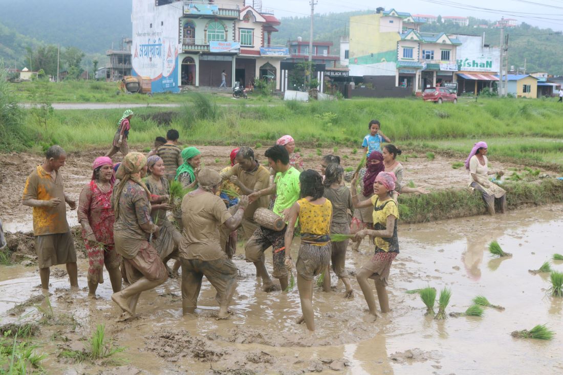 ‘National Paddy Day’ being observed across the country today