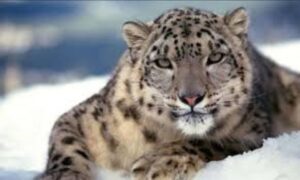 Snow leopards kill yaks in Kanchanjungha area