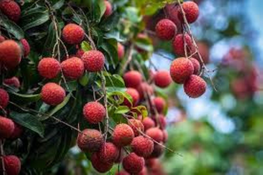 Khotang produces 168 metric tonnes of litchi