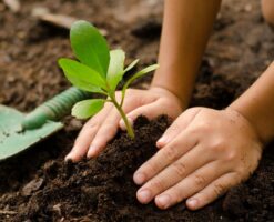 Saplings planted in world heritage site Soyambhu