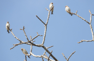 Eight new species of birds found in Resunga and Madane forest areas