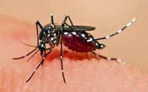 Dengue infection cases cross 500 in Chitwan