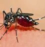 Eight killed from dengue in Gandaki province in last 10 months