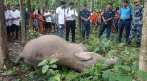 Elephant calf found dead