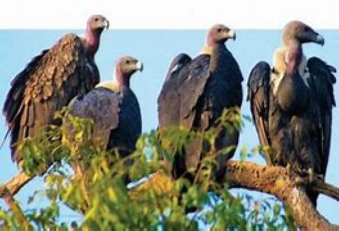 Number of vultures up by 22 per cent in Pokhara and surrounding areas