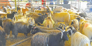 FMTC to sell goats and Chyangras with fair-price during upcoming Dashain