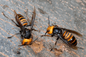 Why it is necessary to protect hornets?